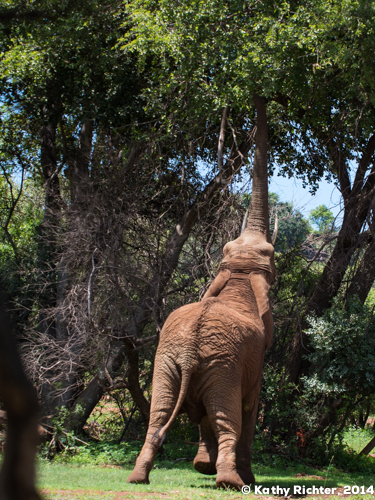 Warum müssen die leckersten Zweige auch immer ganz oben am Baum hängen. Manno. Aber Elefanten können sich ziemlich lang machen. In der Wildnis, wenn die Nahrung sehr knapp ist, stellen sie sich sogar auf die Hinterbeine um an Futter zu kommen. Aber das müssen die Elefanten in Glen Afric nicht. Sie bekommen sogar noch zusätzlich Früchte wie Orangen.
