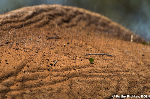 Wer findet das Mini-Stückchen Buschblatt auf dem Rücken des Elefanten? Es könnte aber auch fast eine Wüstenlandschaft sein. Smile.
