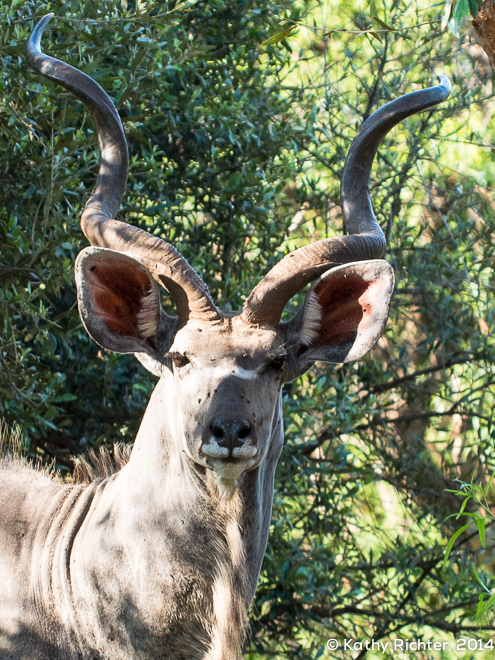 Das ist das einzige Kudu auf Glen Afric. Es wohnt eigentlich bei den Nachbarn. Aber aus irgendeinem Grund geht es unheimlich gerne mit den Giraffen spazieren. Wenn das kein Grund ist über den hohen Zaun zu springen. Was ehrlich gesagt kein Problem ist, denn so ein Kudu ist alles andere als klein. 