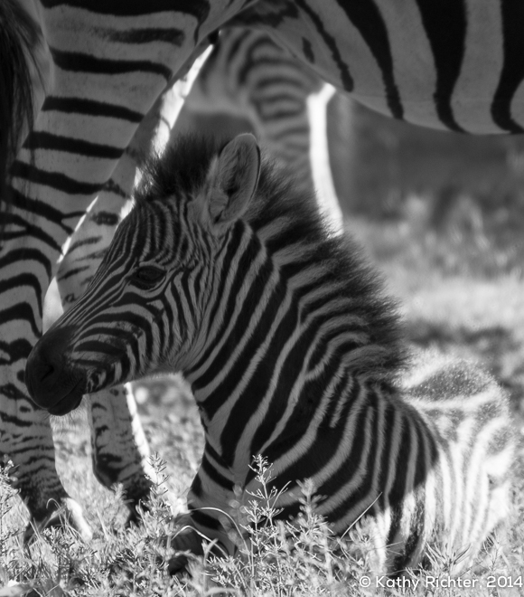 Ein Zebrababy sucht den Schutz bei seiner Mama - diesmal in einer Schwarzweiss-Variante.
