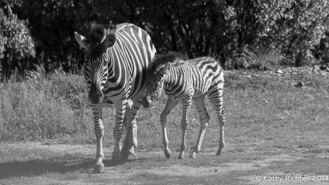 Ein anderes Zebrababy aber eine ähnliche Situation .... die Jungtiere bleiben stets in der Nähe ihrer Mutter.