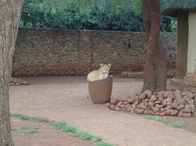 Das musste ich einfach fotografieren. Ein Löwe sitzt in einem Blumentopf. Sehr lustig.